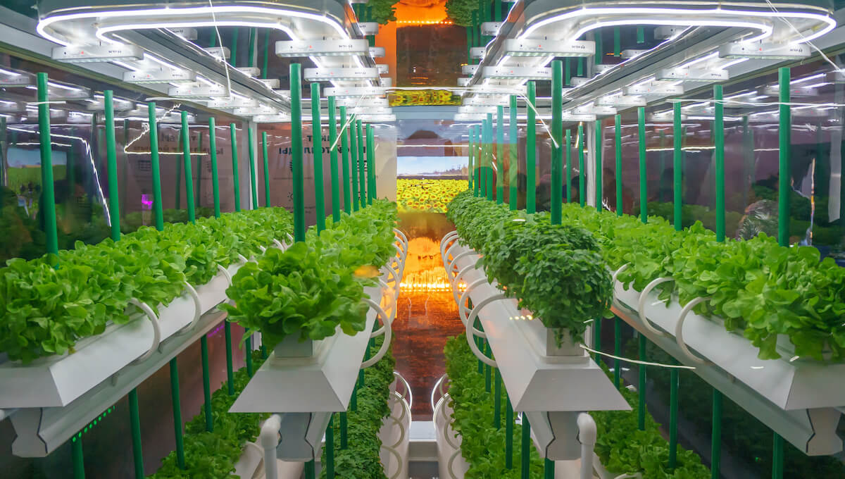 Hydroponic Chillers